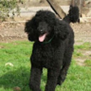 Meet your Posher, Mary